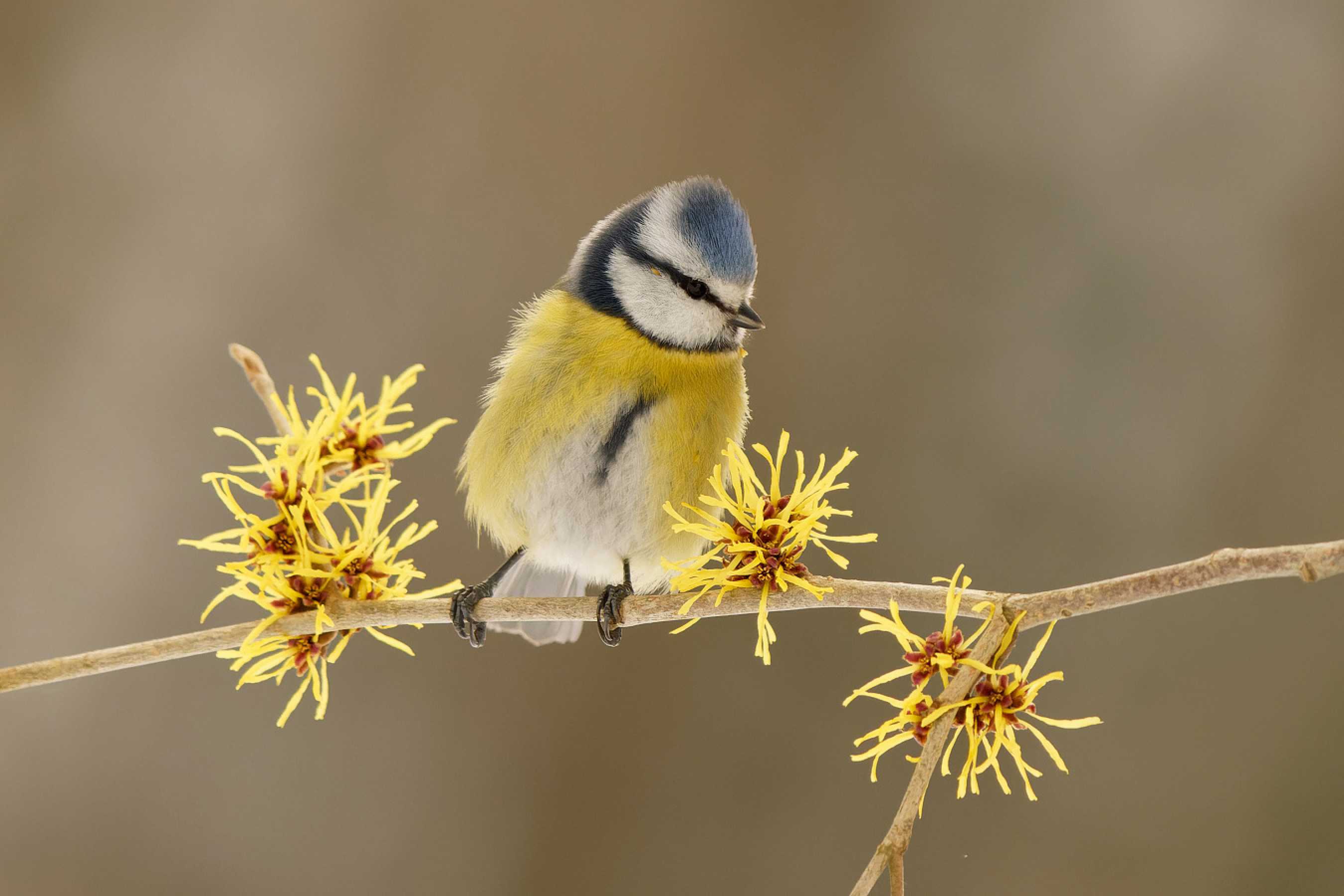 Sýkora modřinka -  Parus caeruleus - Foto Irena Wenischová 0723 (4)