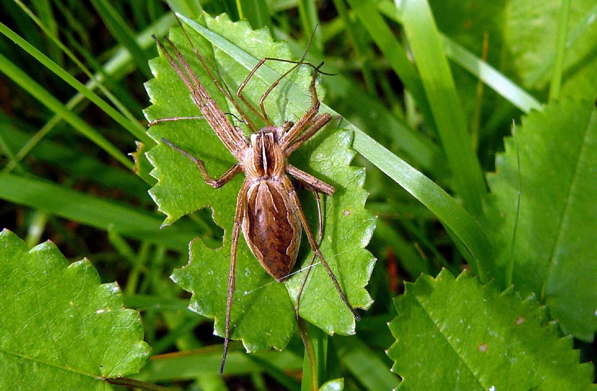 Lovčík hajní - Pisaura mirabilis - Foto Pavel Stančík 0723