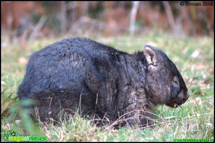 Vombat obecný - Vombatus ursinus - Foto Roman Brož