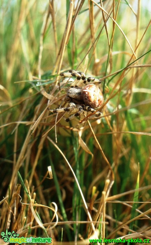 Křižák čtyřskvrnný - Araneus quadratus - Foto G. Ritschel