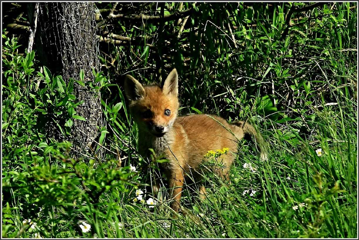 Fotohrátky s liščaty - Foto Pavel Balazka 0523 (1)