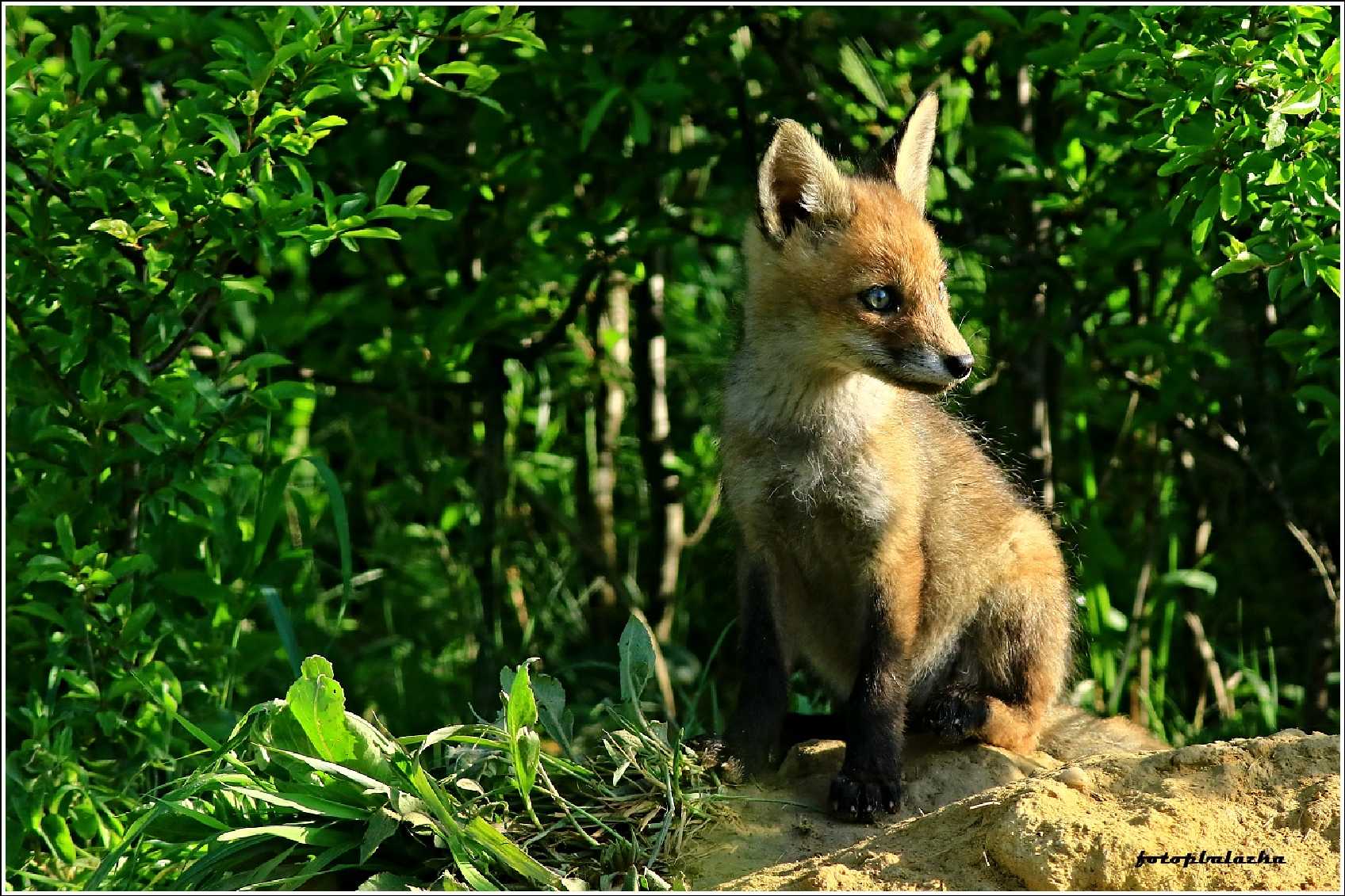 Fotohrátky s liščaty - Foto Pavel Balazka 0523 (9)