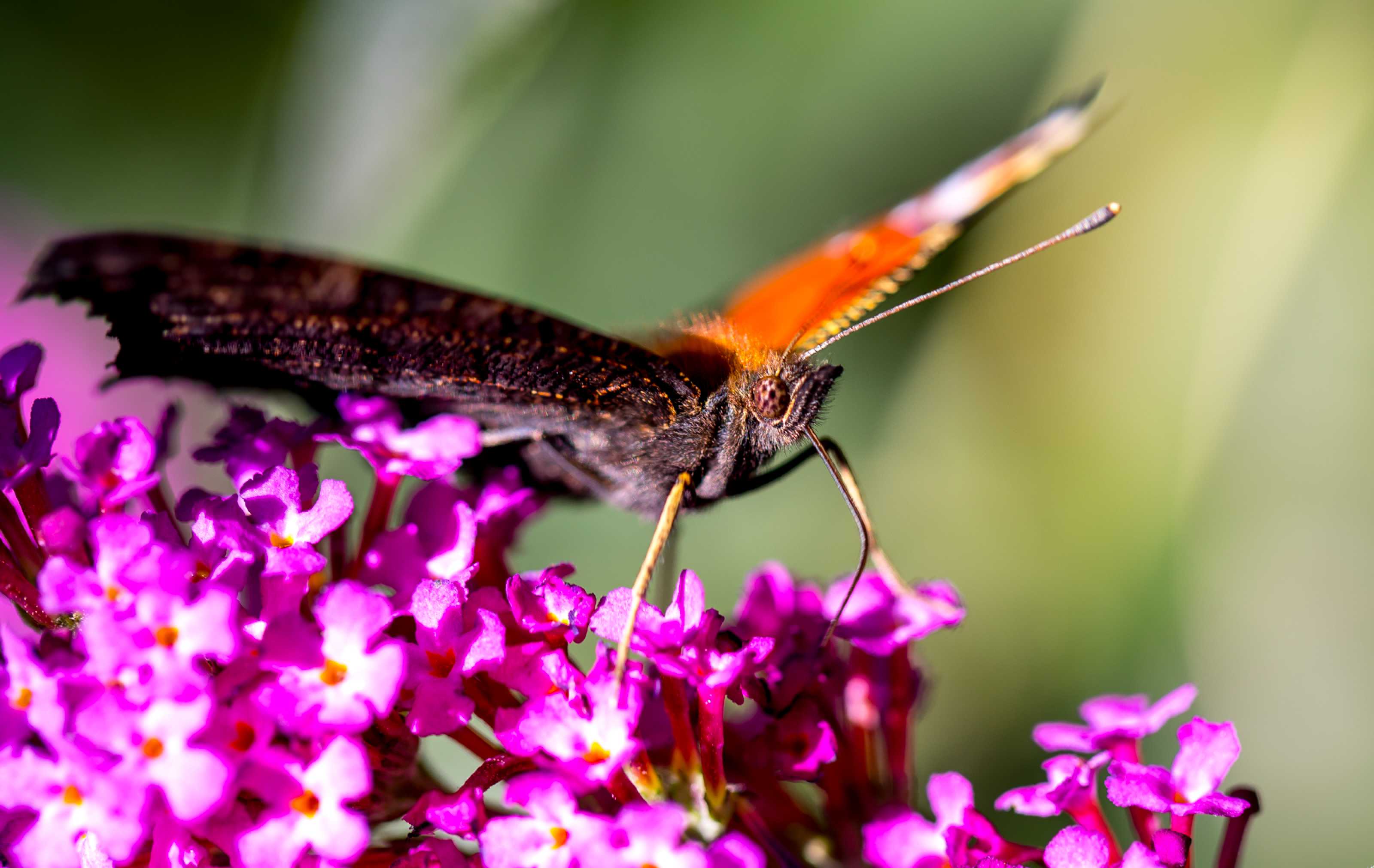 Úlovky z motýlího keře - Foto Ladislav Hanousek 0923 (1)