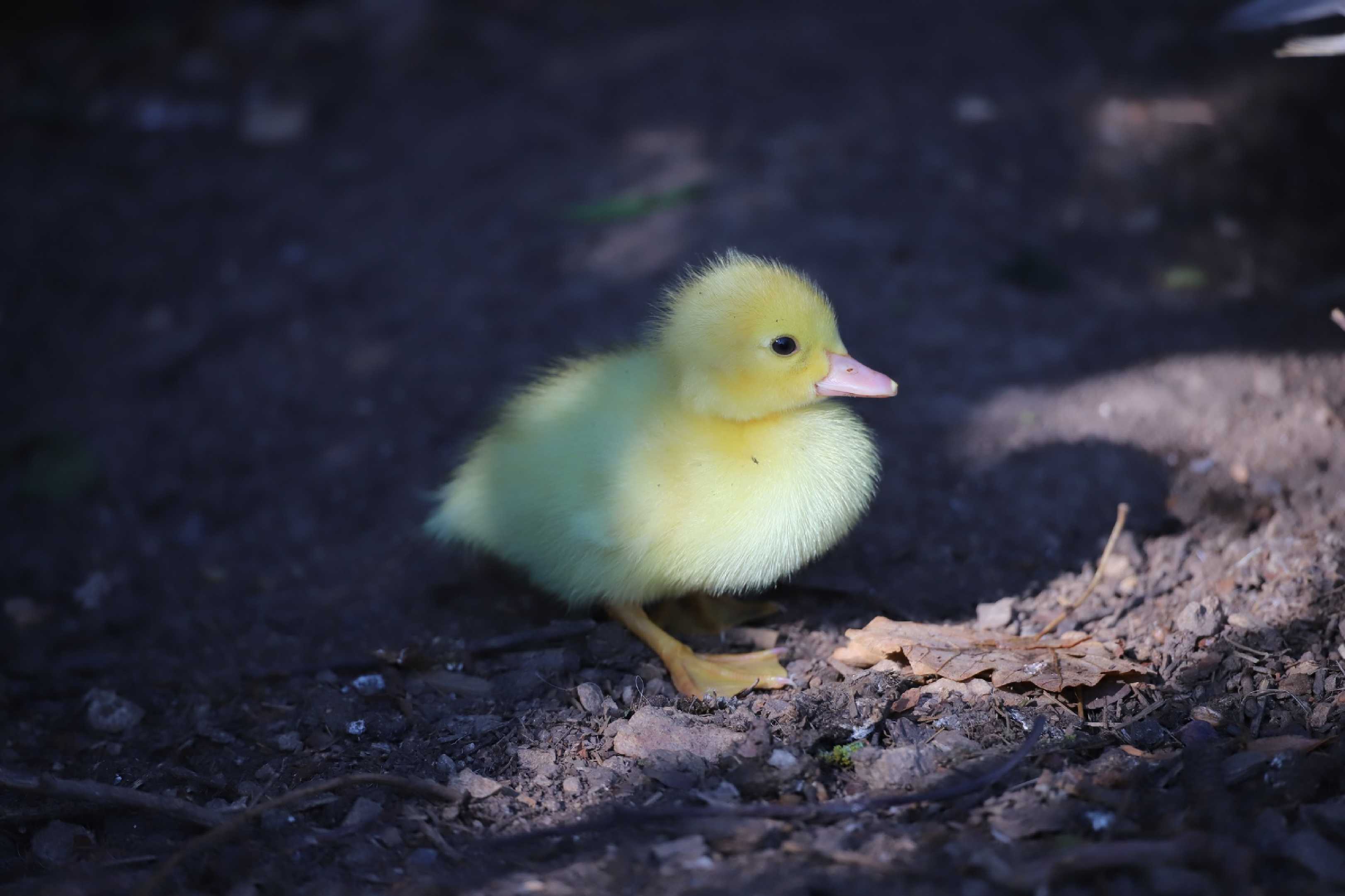 Kachňata od kachny domácí - Foto Ladislav Jonák 0723 (3)