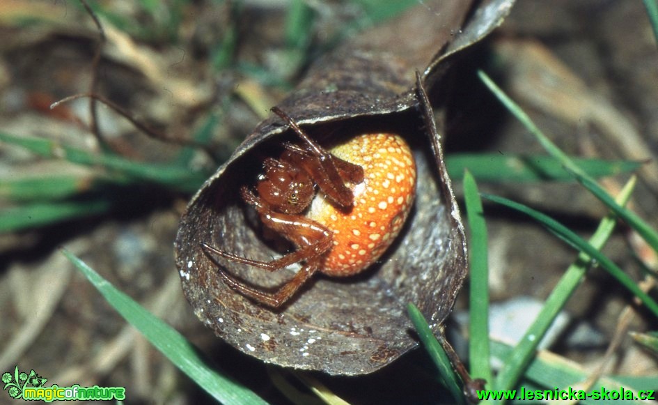 Křižák načervenalý - Araneus alsine - Foto G. Ritschel