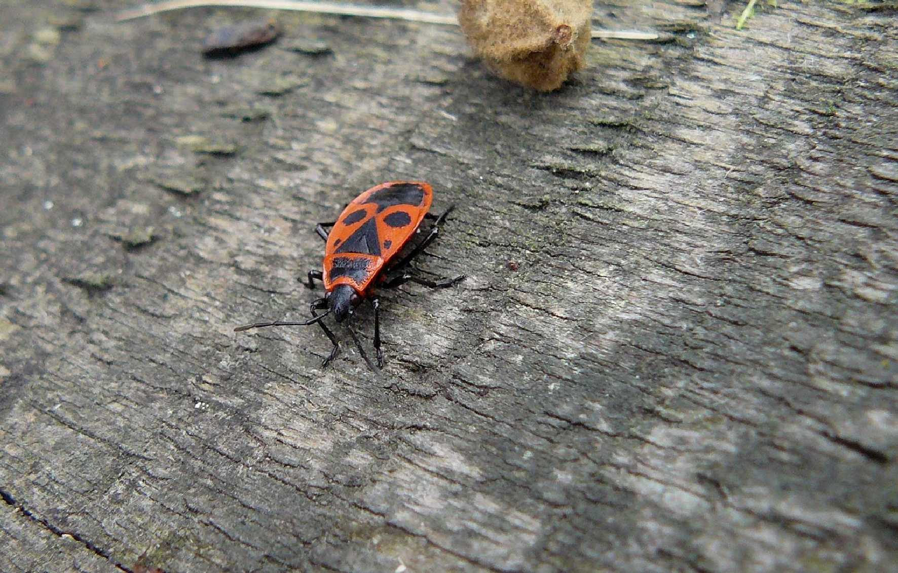 Ruměnice pospolná - Pyrrhocoris apterus - Foto Pavel Stančík 0923