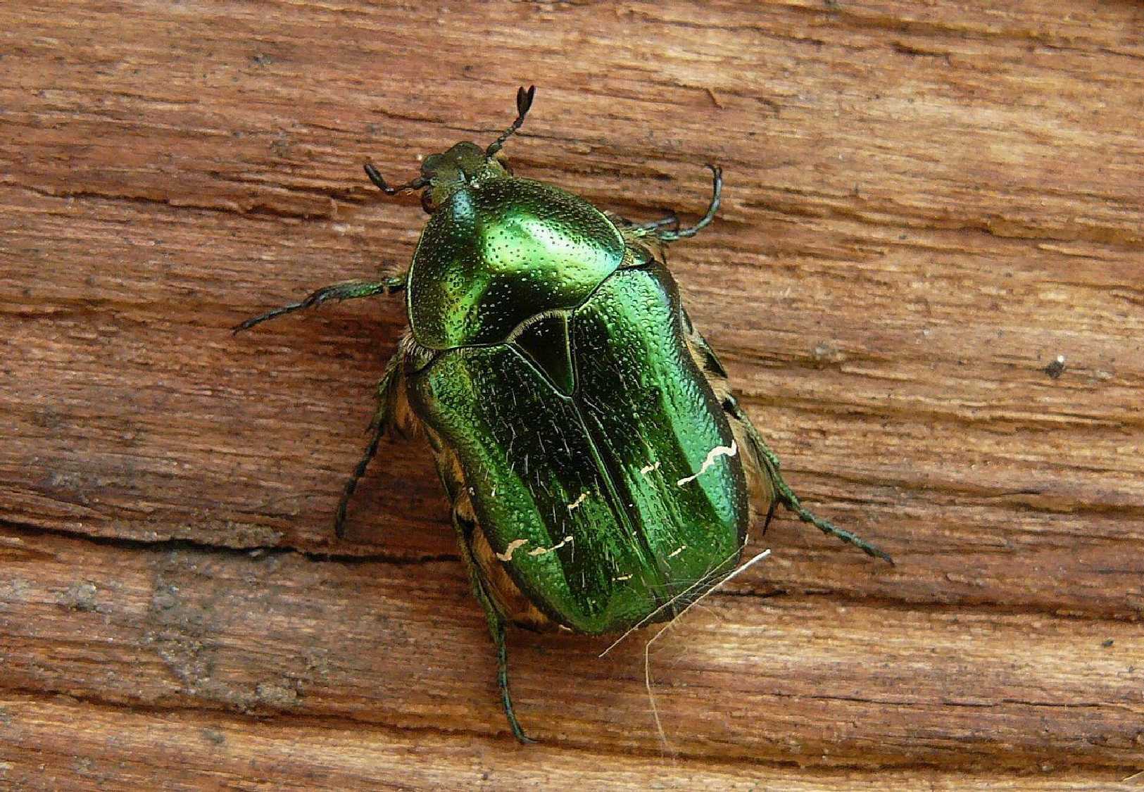 Zlatohlávek zlatý - Cetonia aurata - Foto Pavel Stančík 0923