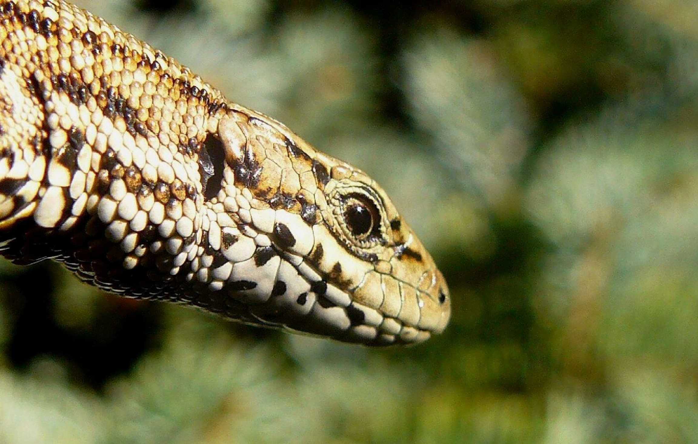 Ještěrka živorodá - Zootoca vivipara - Foto Pavel Stančík 0923