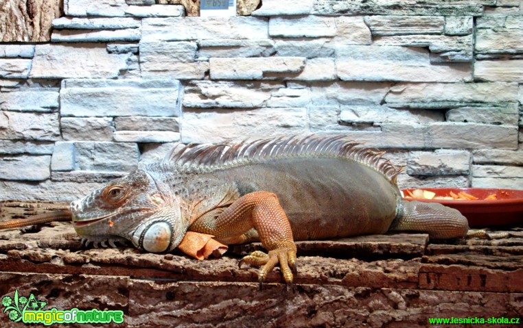Leguán zelený - Iguana iguana - Foto Alena Pasovská  (1)