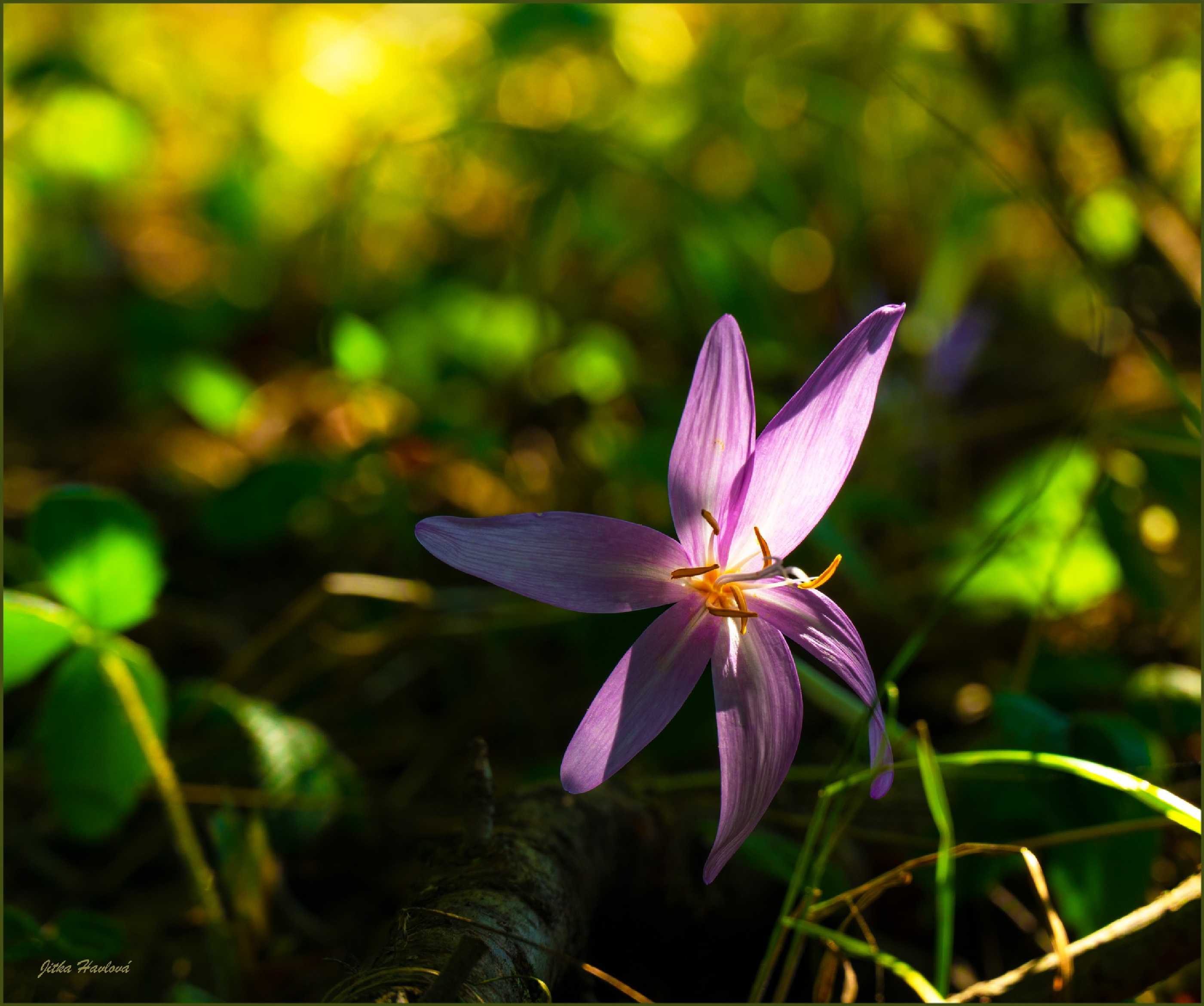 Ocún - podzimní krása - Foto Jitka Havlová 0923