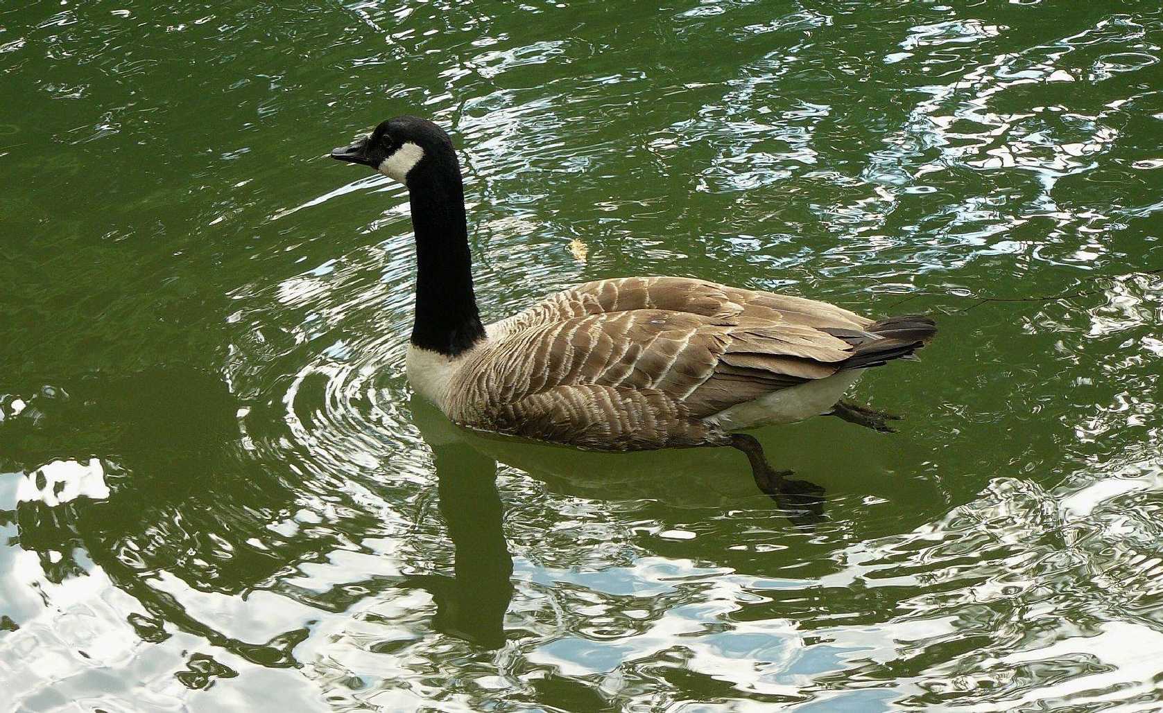 Berneška velká - Branta canadensis - Foto Pavel Stančík 1023