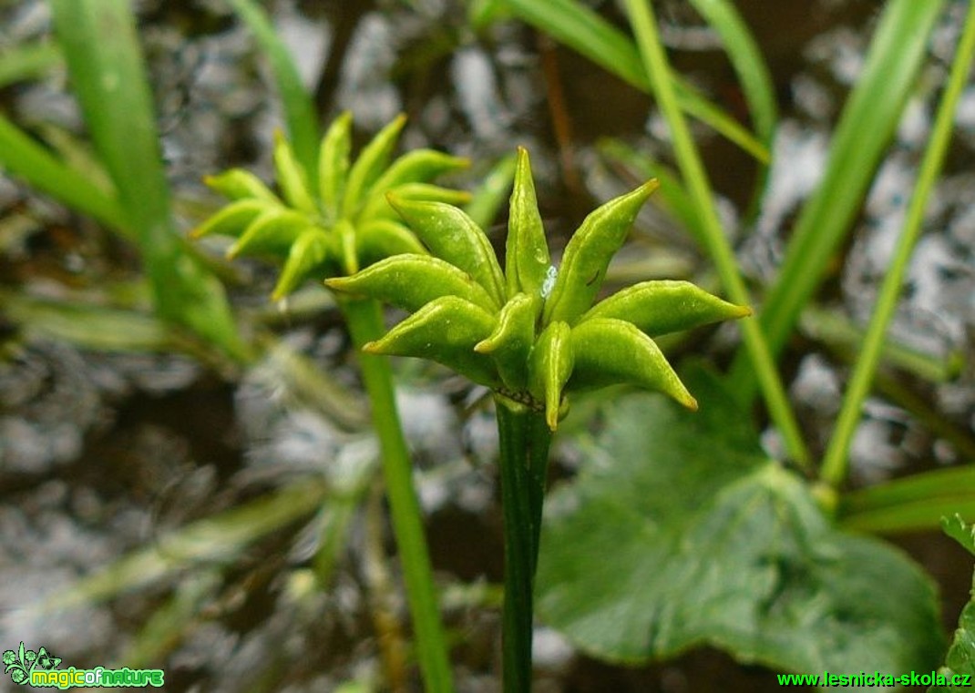 Blatouch bahenní - Caltha palustris - Foto Pavel Stančík