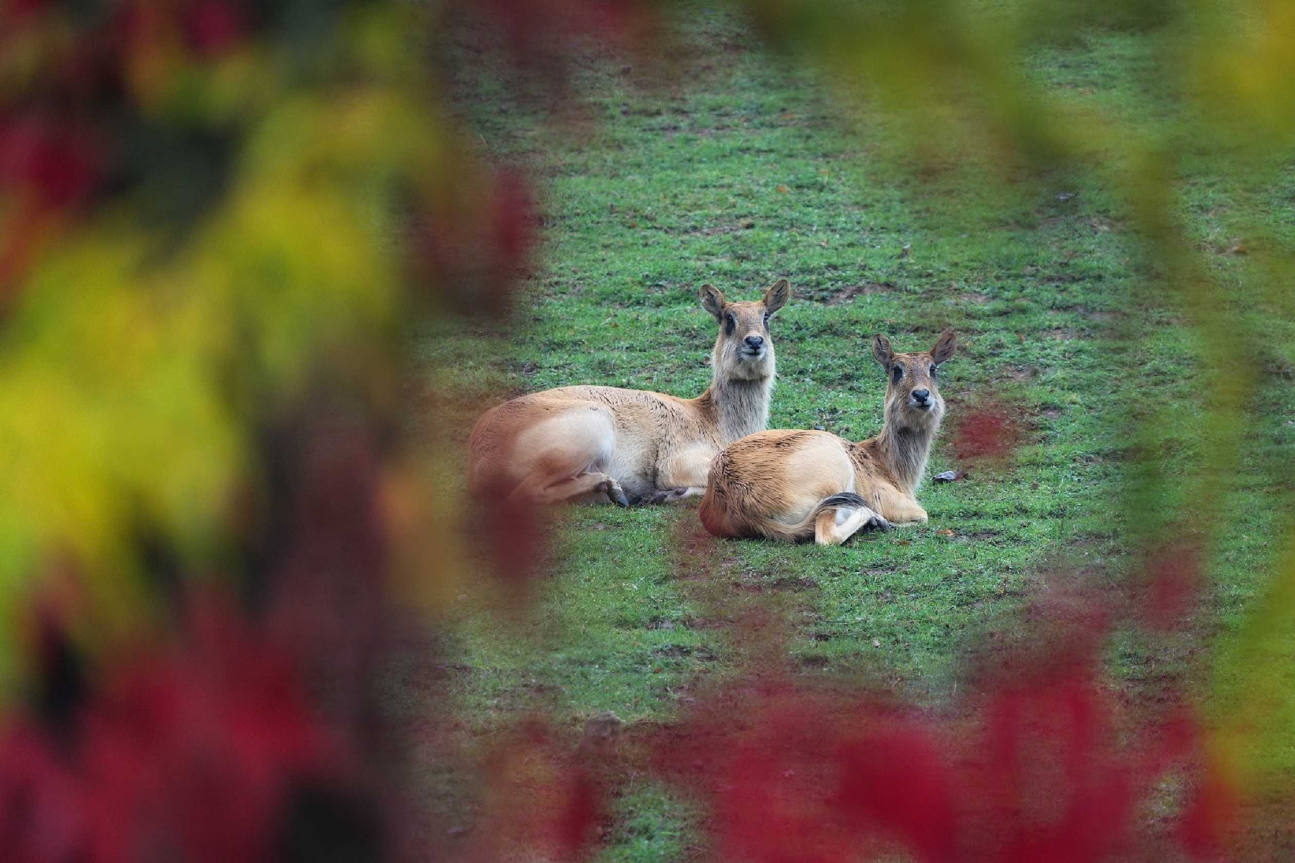 ZOO Dvůr Králové - Foto Jana Ježková 1023 (1)