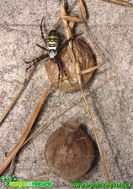 Křižák pruhovaný - Argiope bruennichi - Foto G. Ritschel