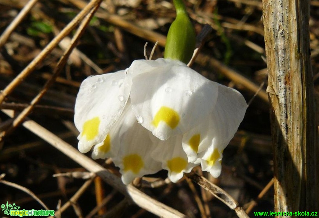 Bledule jarní - Leucojum vernum - Foto Pavel Stančík