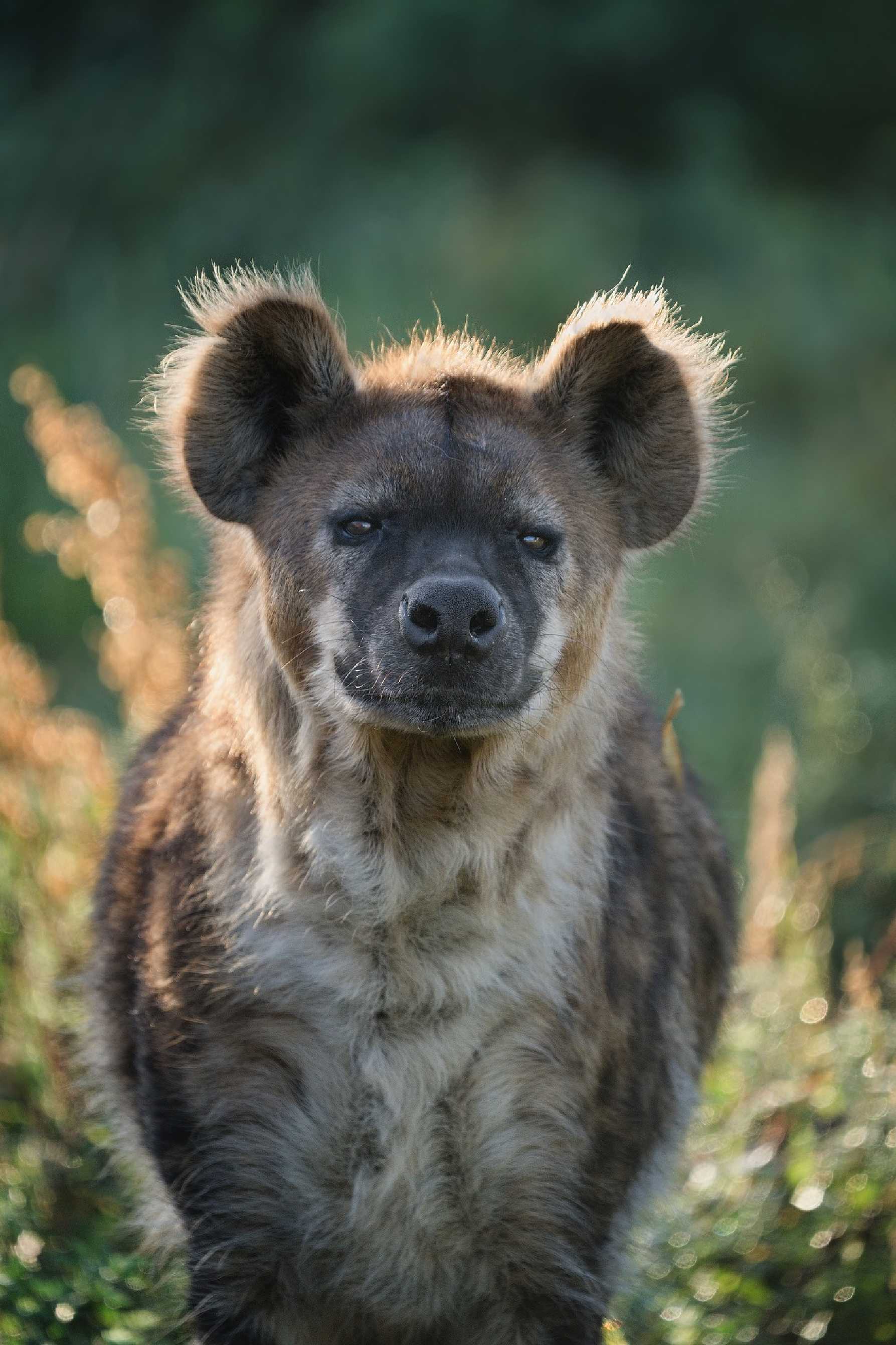 ZOO Dvůr Králové - Foto Jana Ježková 1023