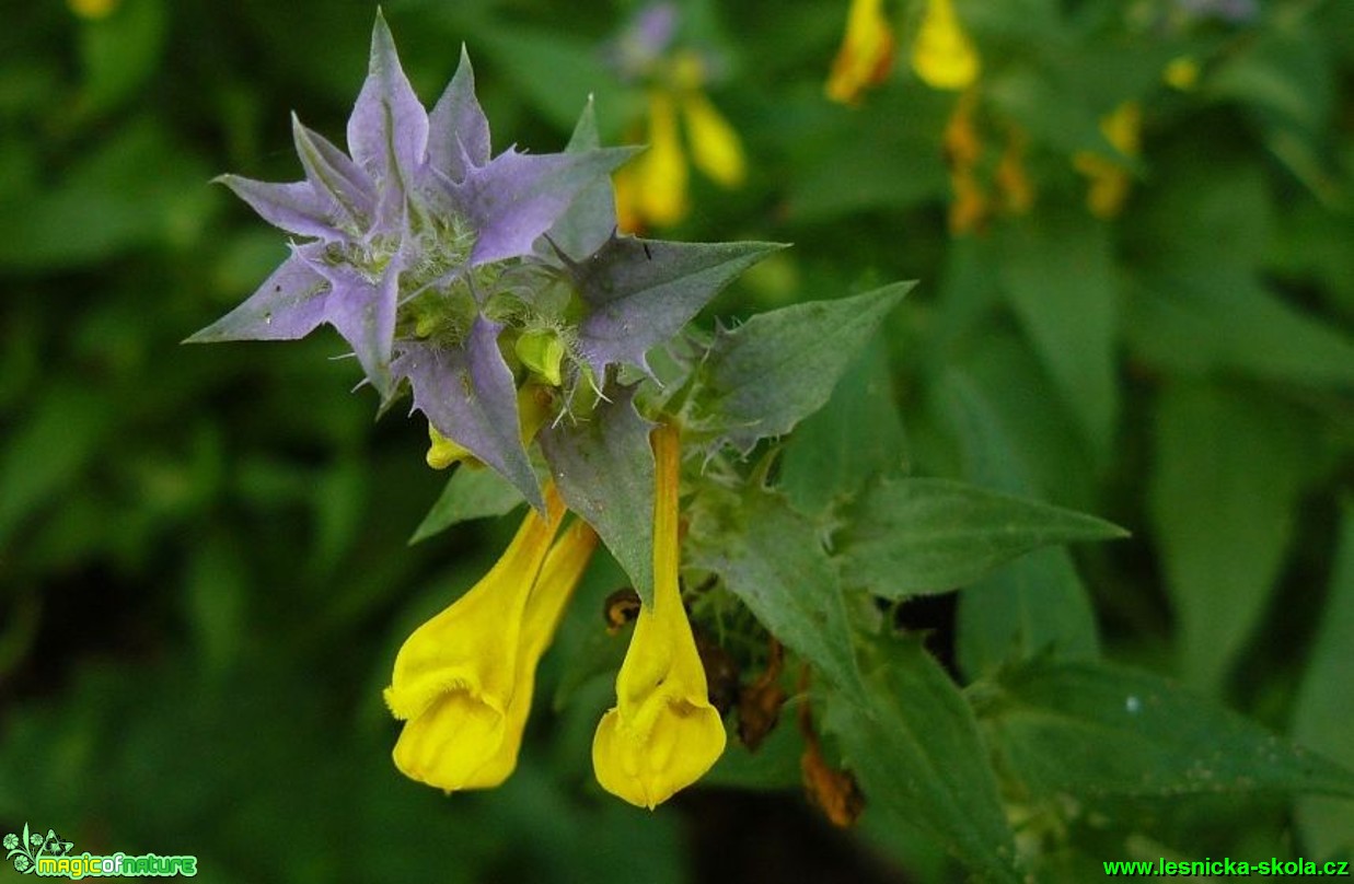 Černýš hajní - Melampyrum nemorosum - Foto Pavel Stančík