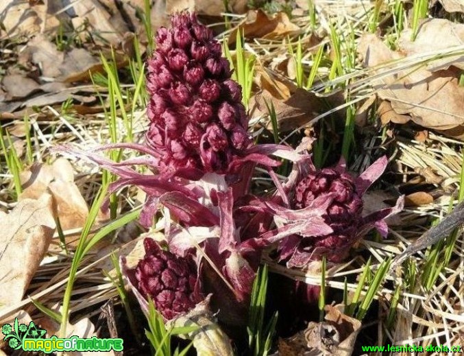 Devětsil lékařský - Petasites hybridus - Foto Pavel Stančík