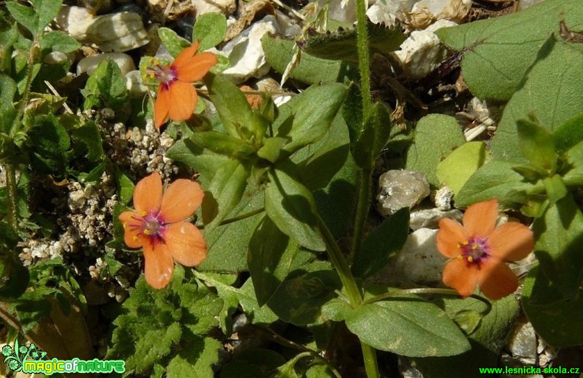 Drchnička rolní - Anagalis arvensis - Foto Pavel Stančík