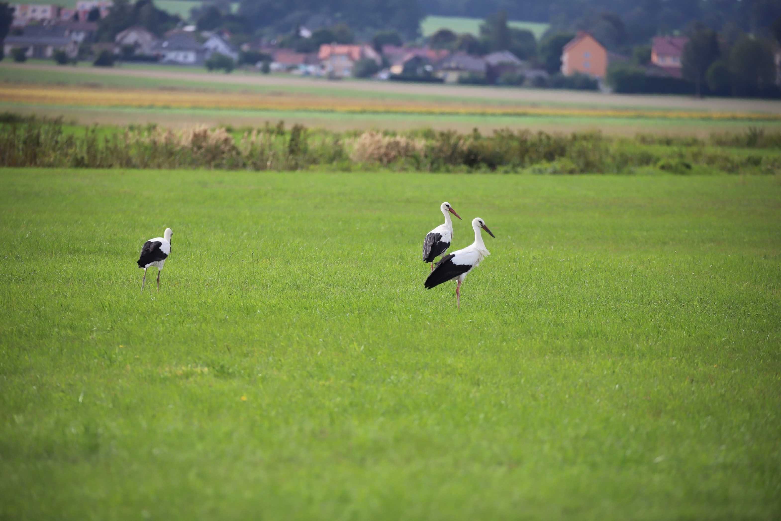 Čapí rodinka z Jižních Čech - Foto Ladislav Jonák 0923 (4)