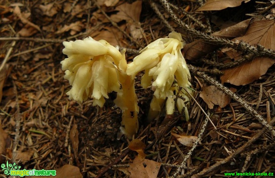 Hnilák smrkový - Monotropa hypopitys - Foto Pavel Stančík)