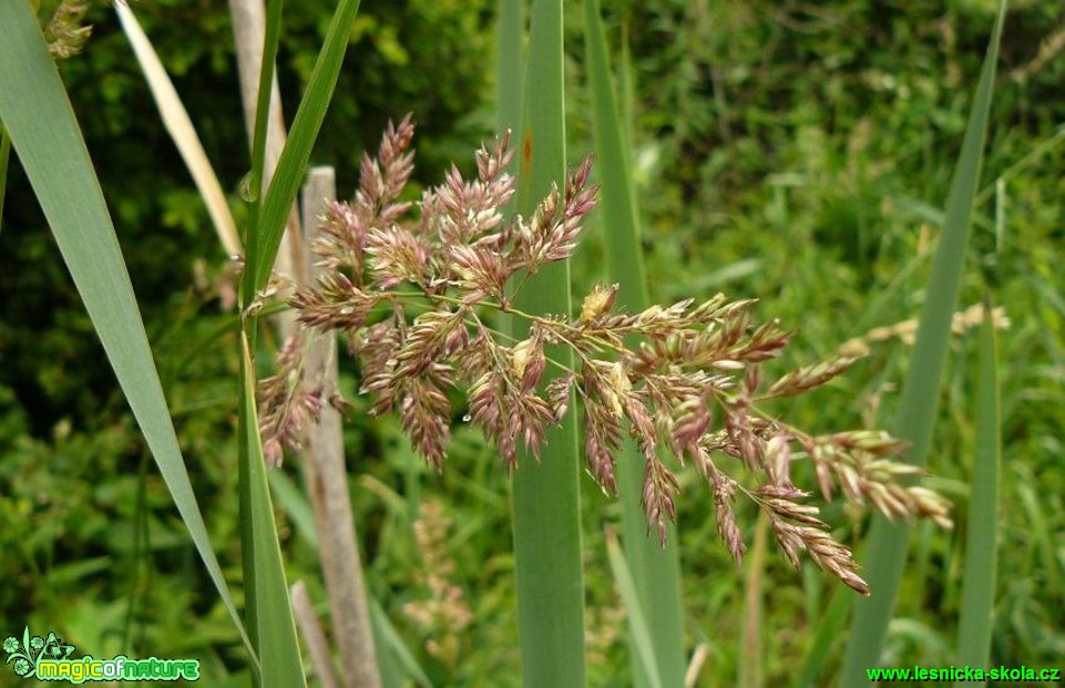 Chrastice rákosovitá - Phalaris arundinacea - Foto Pavel Stančík