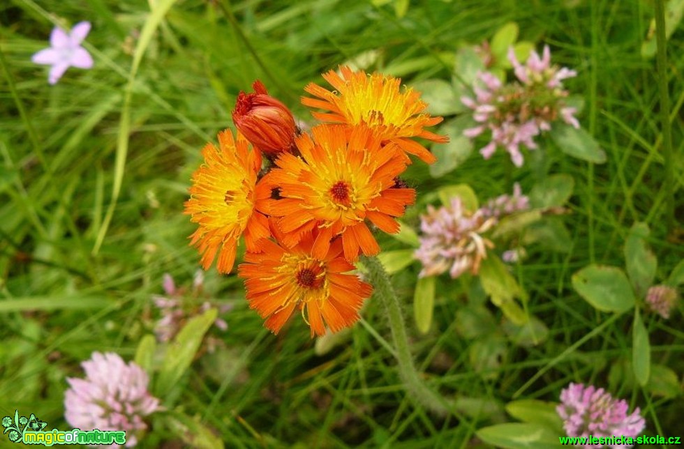 Jestřábník oranžový - Hieracium aurantiacum - Foto Pavel Stančík