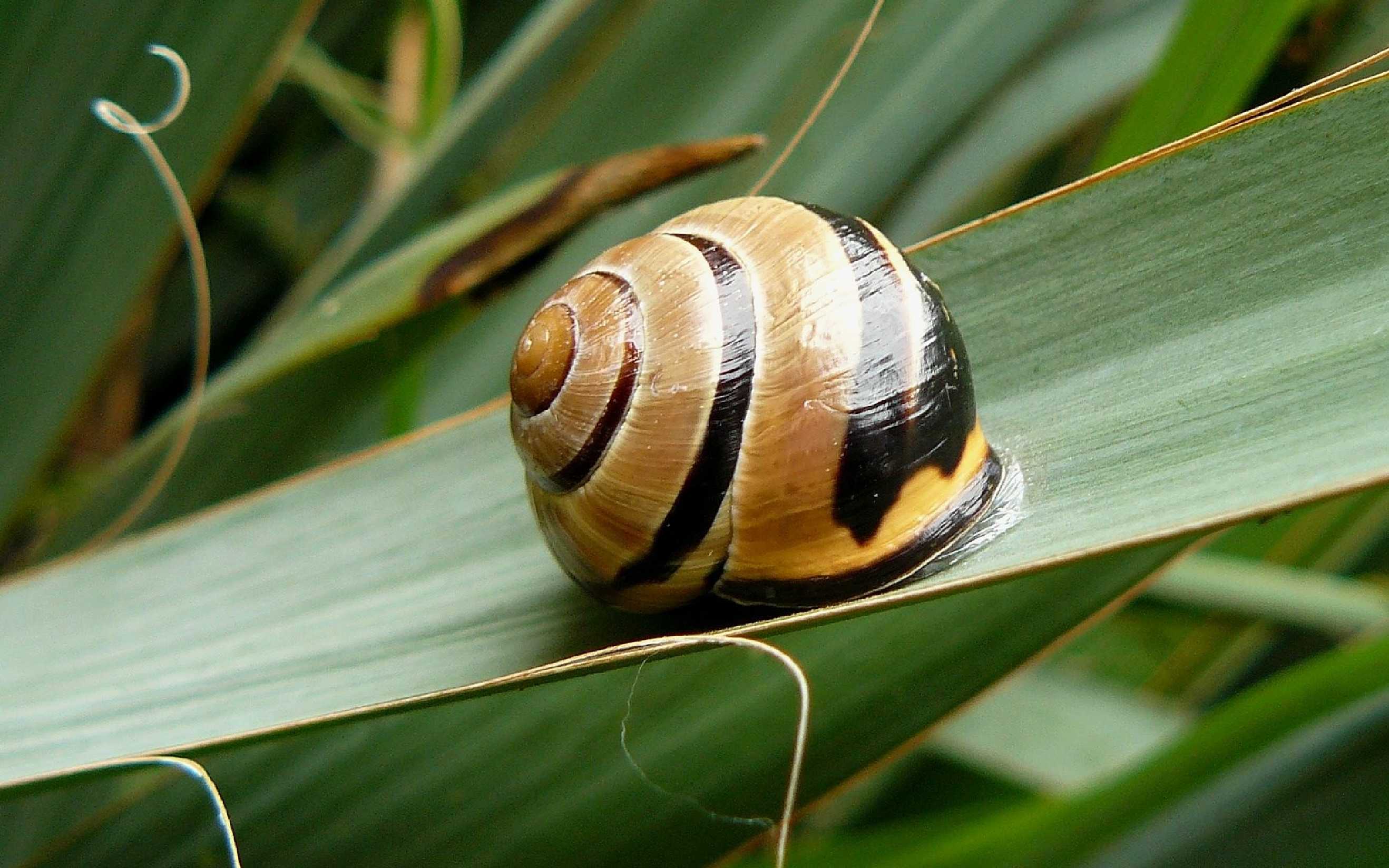 Páskovka hajní - Cepea nemoralis - Foto Pavel Stančík 1123