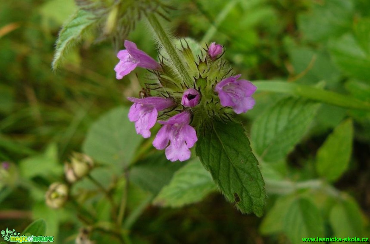 Klinopád obecný - Clinopodium vulgare - Foto Pavel Stančík