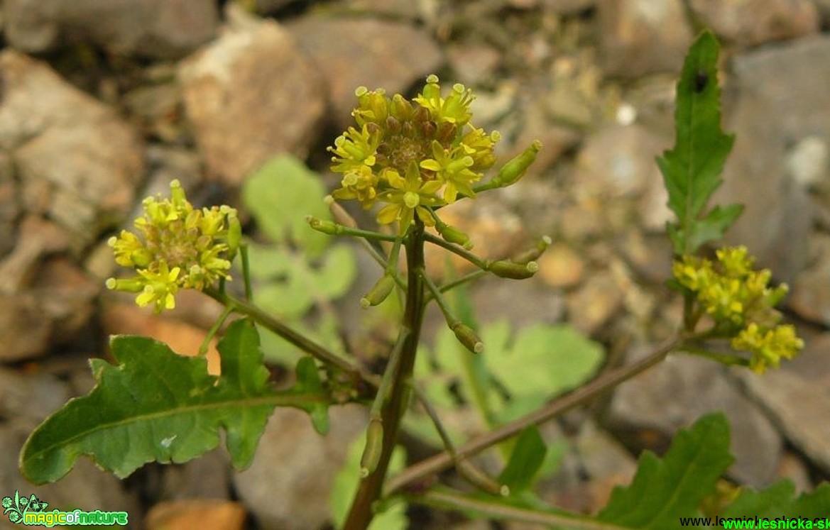 Křez zední - Diplotaxis muralis - Foto Pavel Stančík