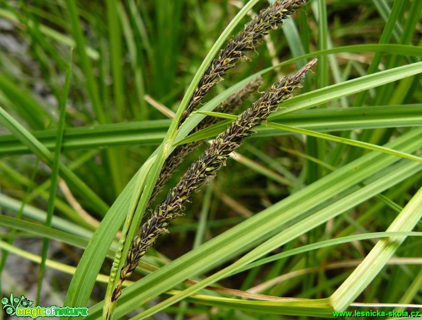 Ostřice štíhlá - Carex acuta - Foto Pavel Stančík