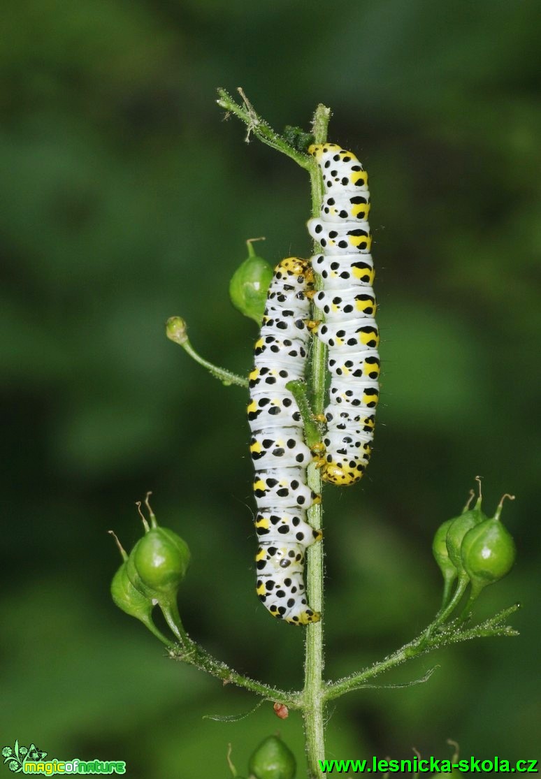 Kukléřka krtičníková - Cucullia scrophulariae (1) - Foto G. Ritschel