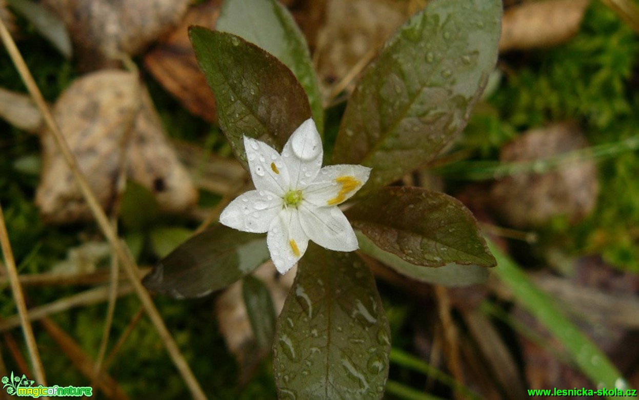 Sedmikvítek evropský - Trientalis europaea - Foto Pavel Stančík