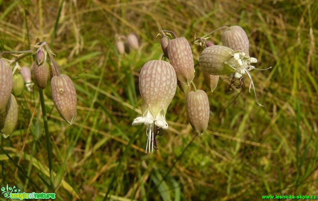 Silenka nadmutá - Silene vulgaris - Foto Pavel Stančík