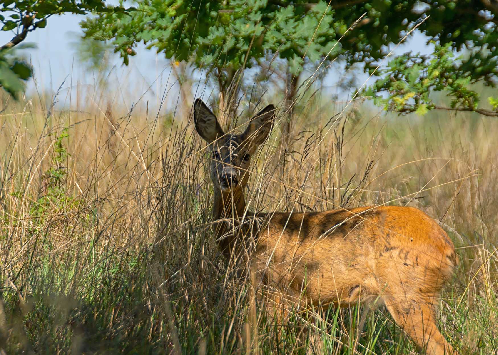 Setkání se srnou - Foto Jaroslava Jechová 0823 (1)