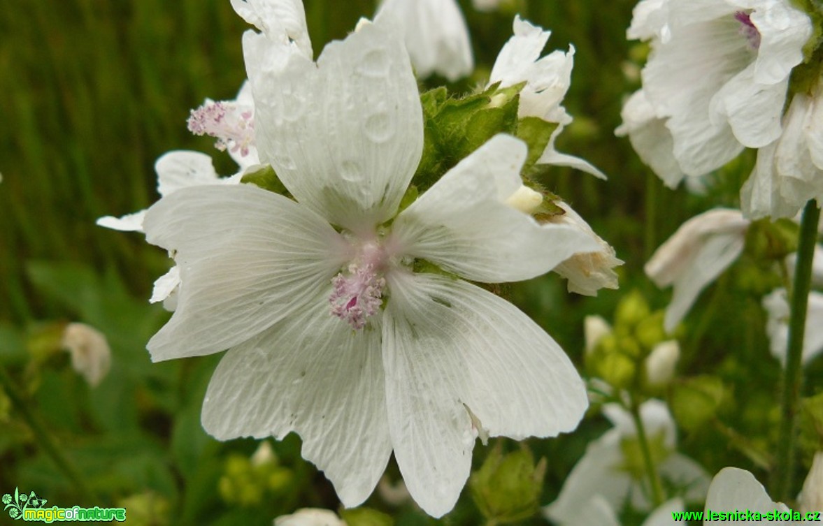 Sléz pižmový - Malva moschata - Foto Pavel Stančík