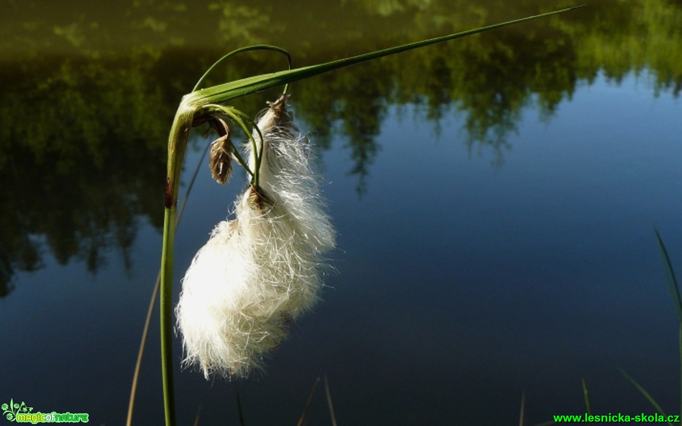 Suchopýr úzkolistý - Eriophorum angustifolium - Foto Pavel Stančík