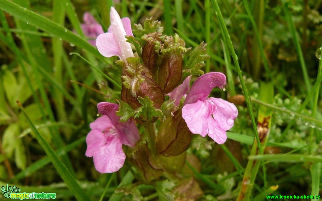 Všivec lesní - Pedicularis sylvatica - Foto Pavel Stančík