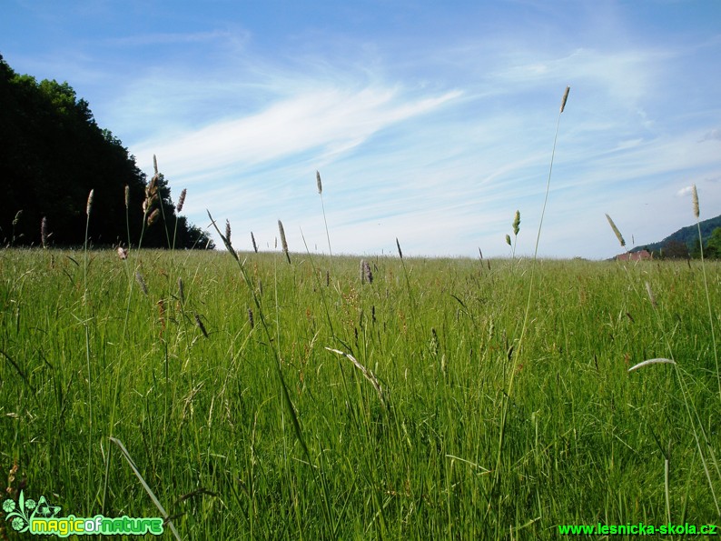 Zelená a modrá - Foto Jiří Vandrovec