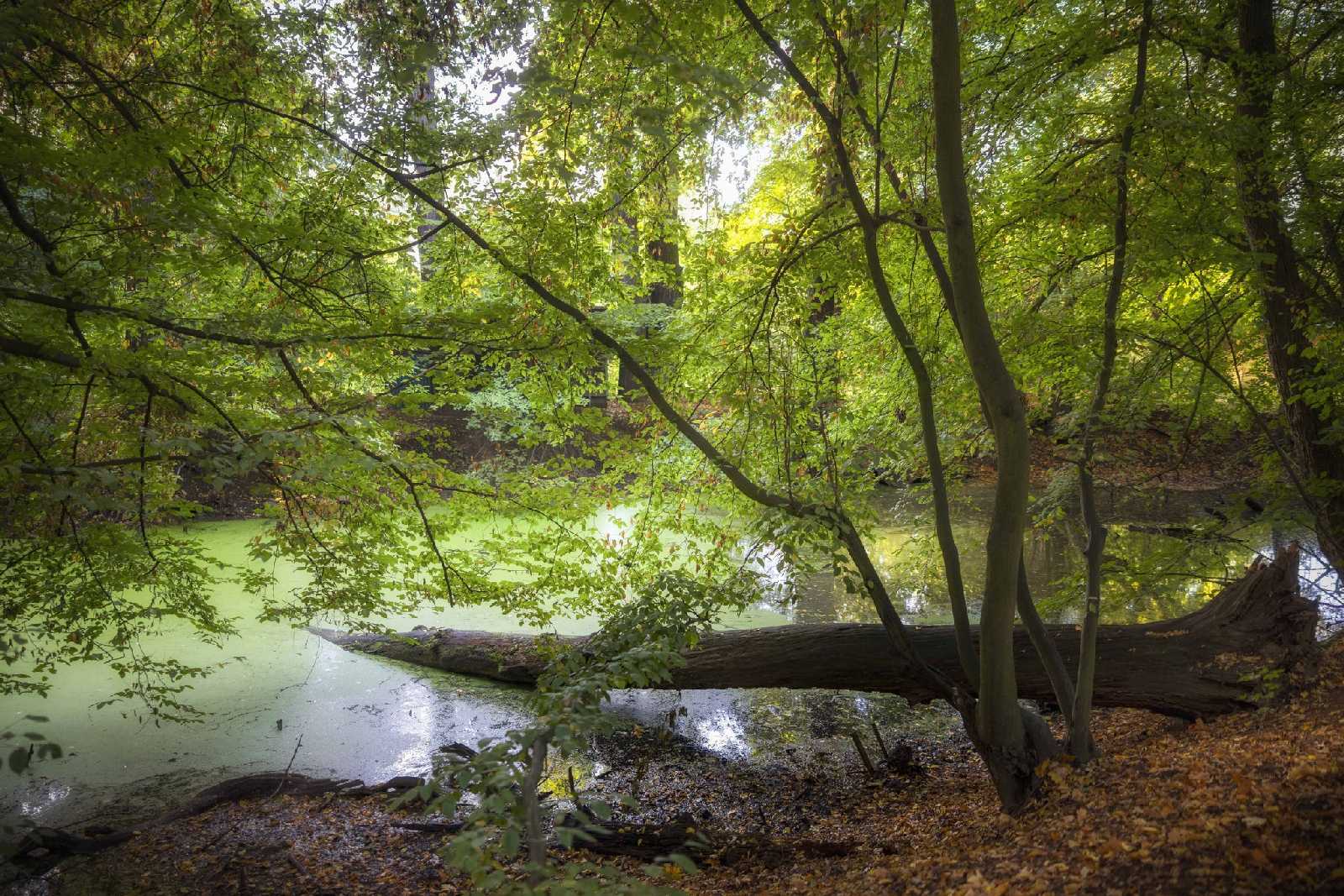 Mokřiny a tůně v lužních lesích - Foto Jana Vondráčková 1023 (1)