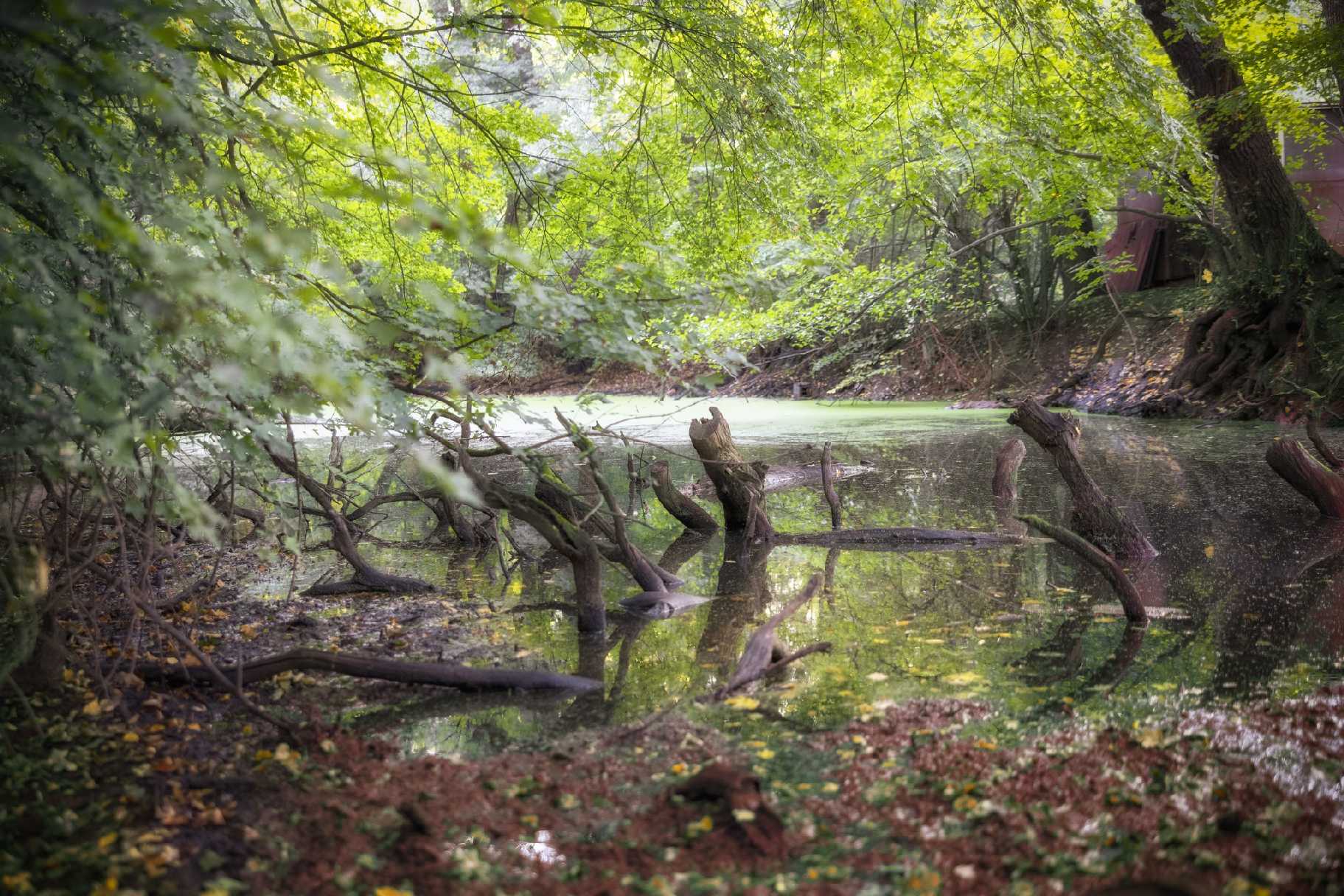 Mokřiny a tůně v lužních lesích - Foto Jana Vondráčková 1023 (3)