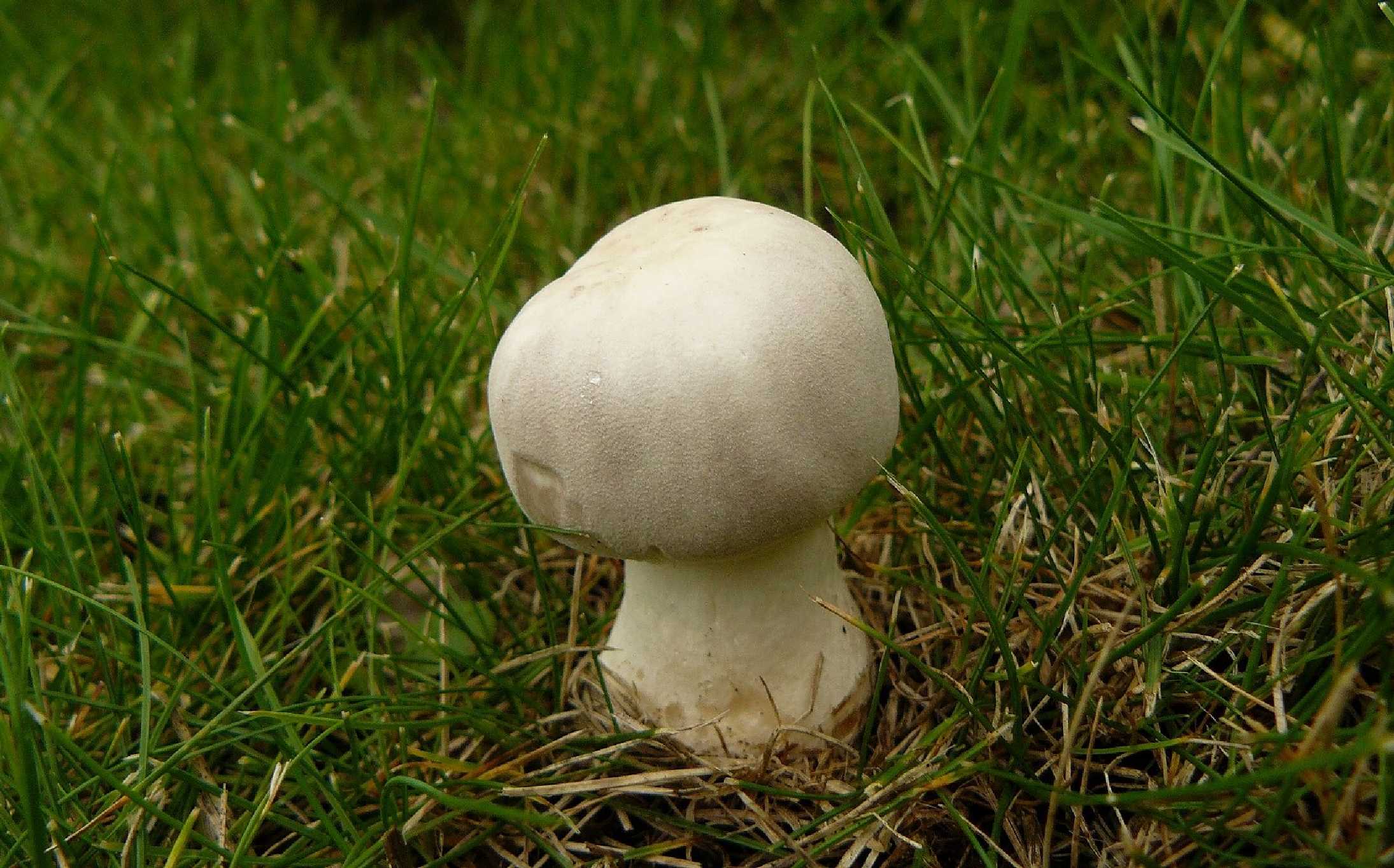 Bedla zardělá - Leucoagaricus leucothites - Foto Pavel Stančík 0124