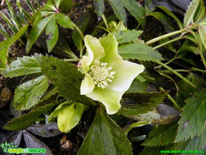 Čemeřice černá - Helleborus niger - Foto Pavel Stančík