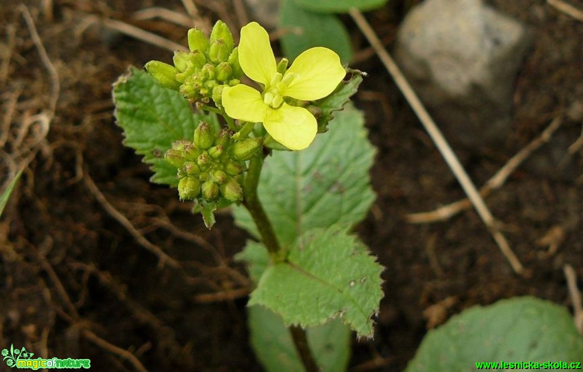 Hořčice rolní - Sinapis arvensis - Foto Pavel Stančík