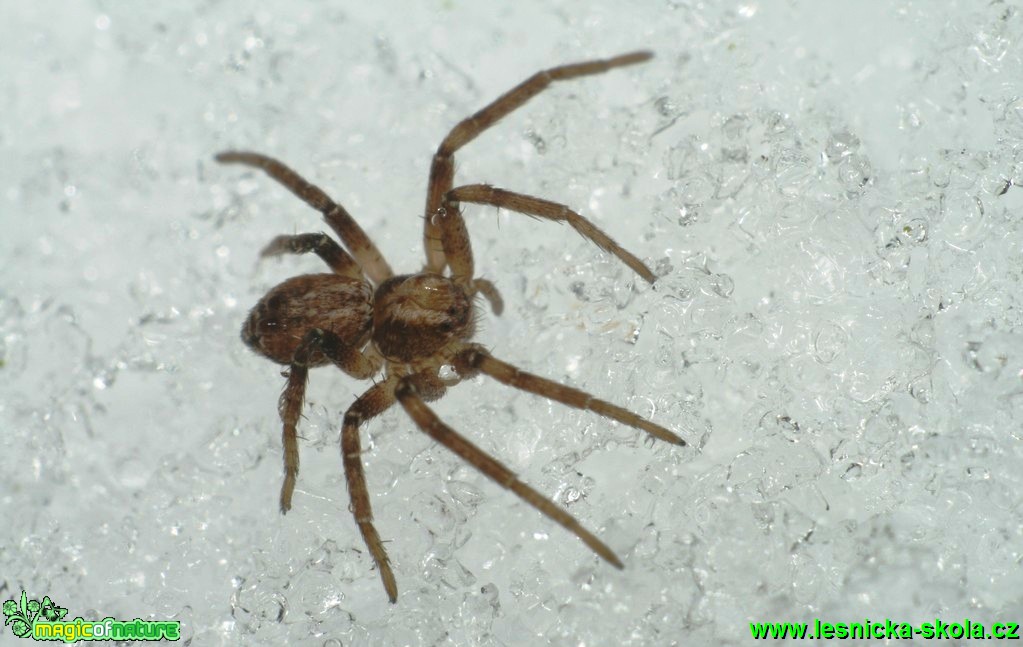 Listovník - Philodromus 3mm - Foto G. Ritschel