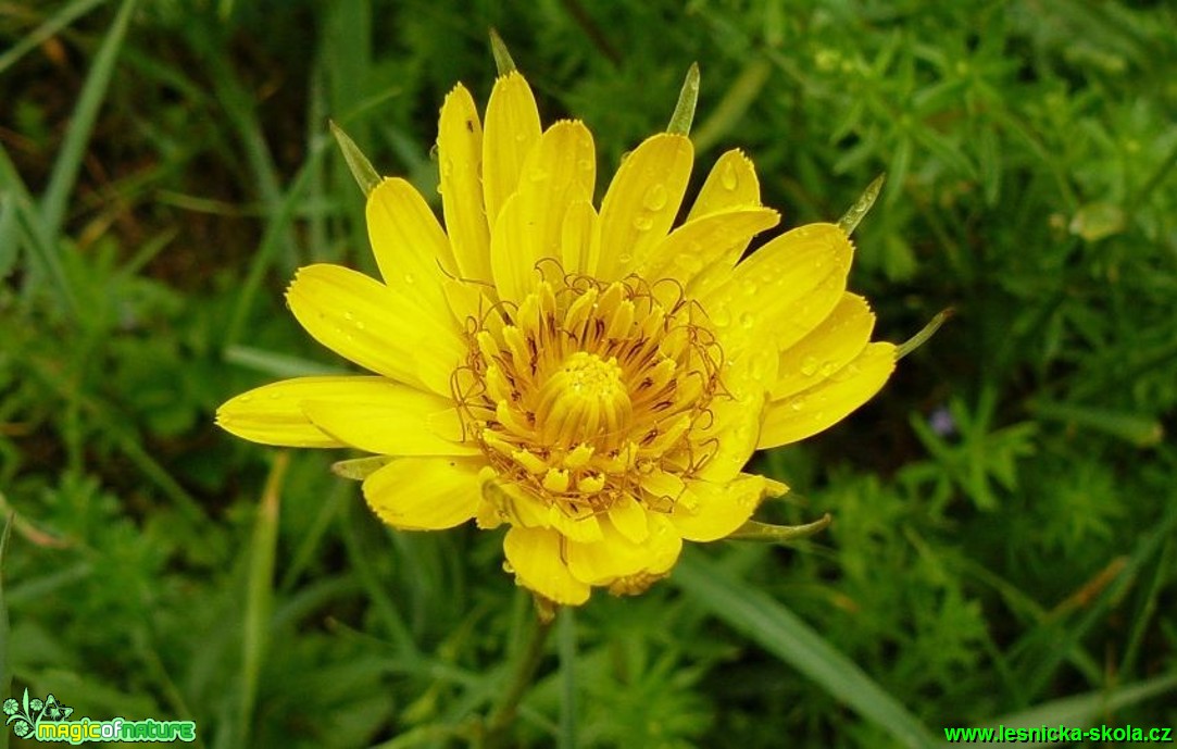 Kozí brada východní - Tragopogon orientalis - Foto Pavel Stančík