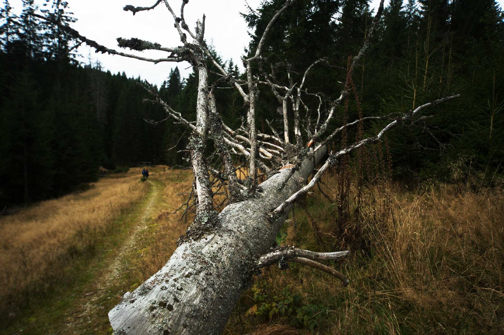 Šumavské momentky - Foto Tomáš Kunze 1223 (6)