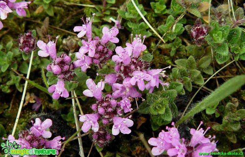 Mateřídouška časná - Thymus praecox - Foto Pavel Stančík