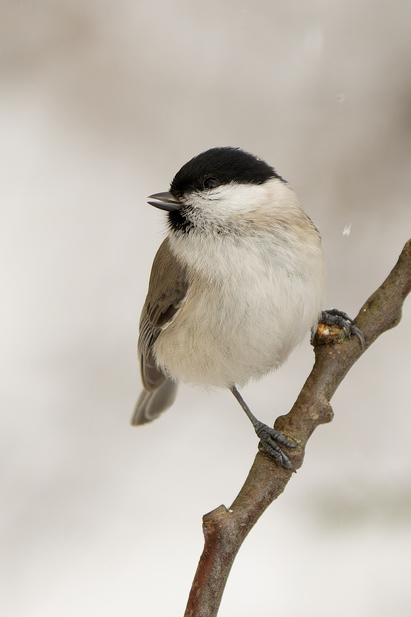 Sýkora babka - Parus palustris - Foto Irena Wenischová 0623 (2)