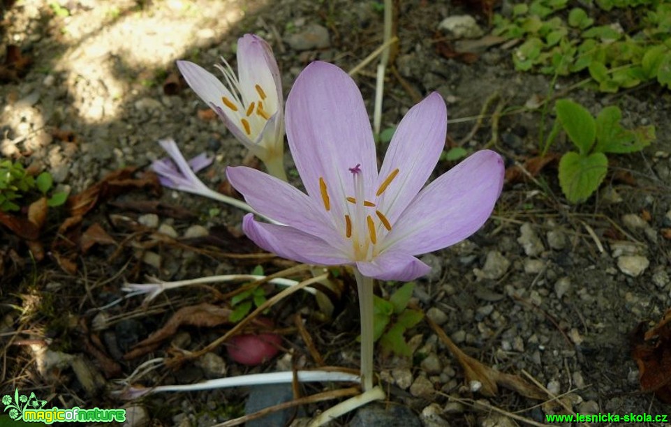 Ocún jesenní - Colchicum autumnale - Foto Pavel Stančík